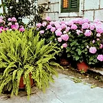 Apartments Sensa